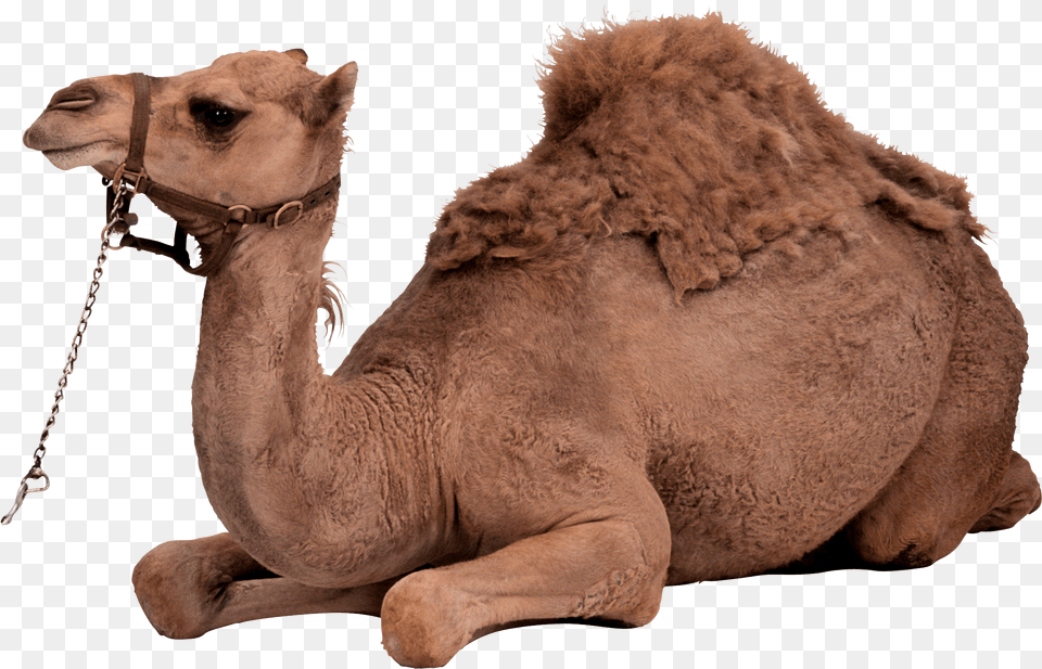 Download Desert Camel Sitting Camel, Animal, Mammal, Dinosaur, Reptile Free Png