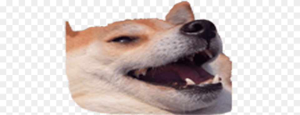 Download Design Any Discord Emoji You Take A Shit And They Discord Dog Emoji, Snout, Teeth, Body Part, Person Free Transparent Png