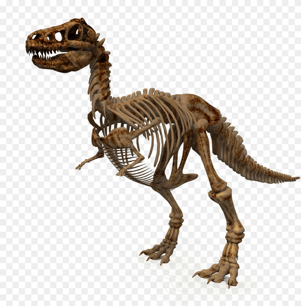 Download Dinosaur Images Background Dinosaur Skeleton, Animal, Reptile, T-rex Png Image