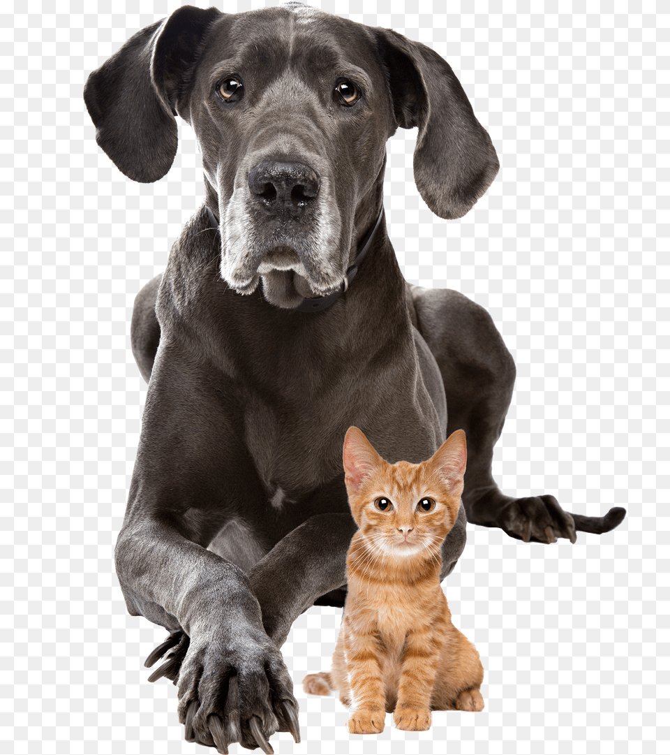 Download Dog And Cat Transparent Background Image With Great Dane With Kitten, Animal, Canine, Mammal, Pet Png