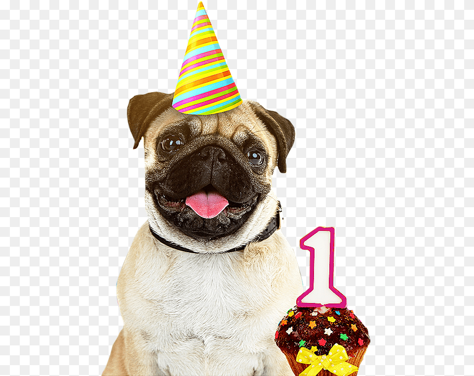 Download Dog Birthday Party Hats Izodshirts Info Milkyway Hutch Dog, Clothing, Hat, Animal, Canine Free Png