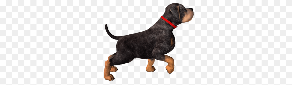 Download Dog Transparent Image And Clipart, Animal, Canine, Mammal, Pet Free Png