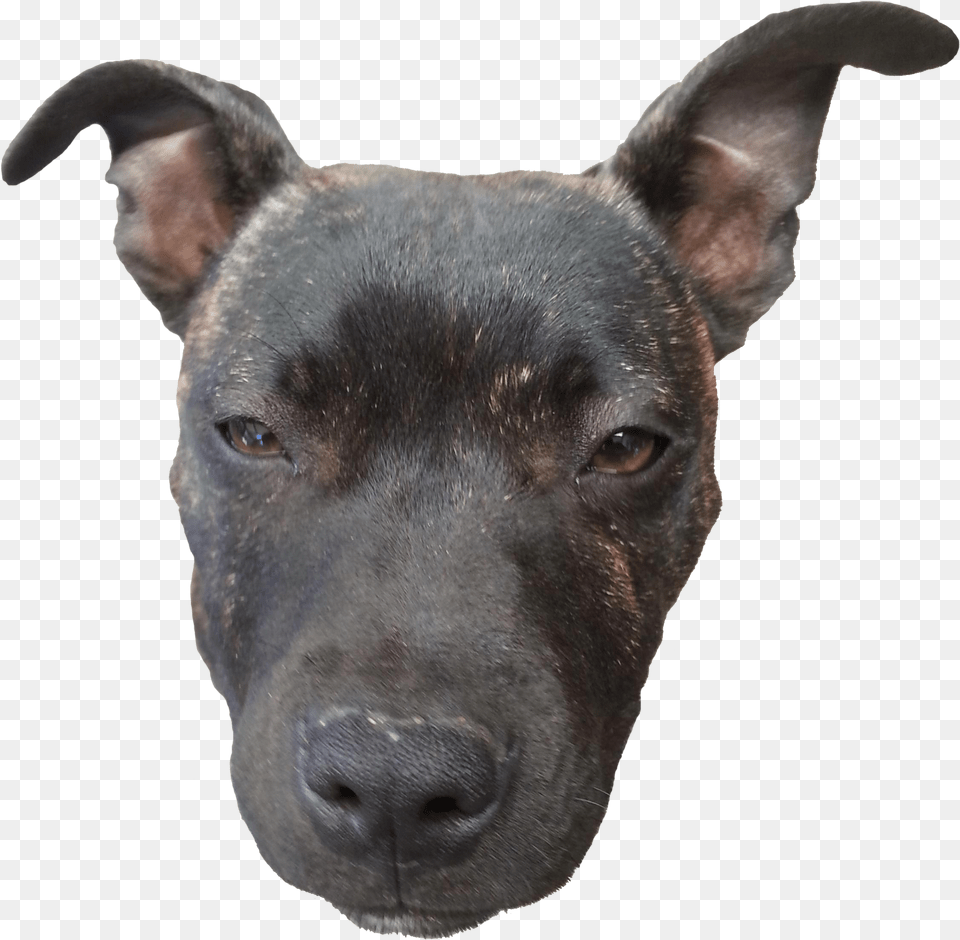 Download Doge Head Dog Head, Snout, Animal, Canine, Mammal Free Png