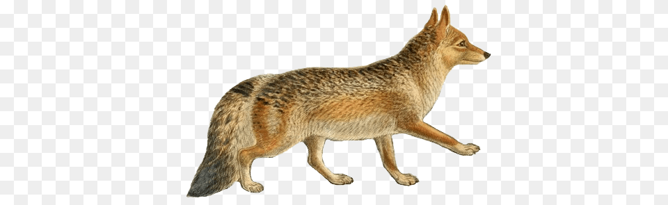 Download Dogs Jackals Wolves And Jackal, Animal, Coyote, Mammal, Kangaroo Png