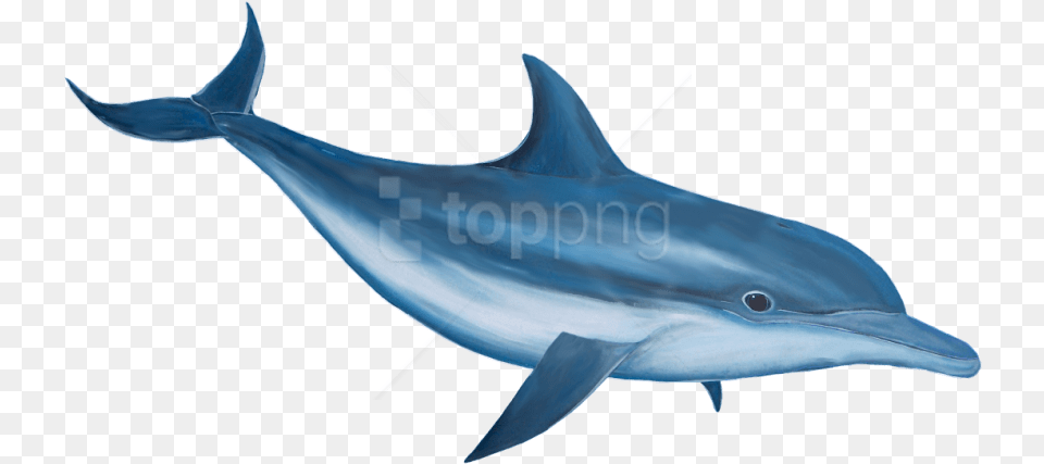 Dolphin Images Background Dolphin Hd, Animal, Mammal, Sea Life, Fish Free Png Download