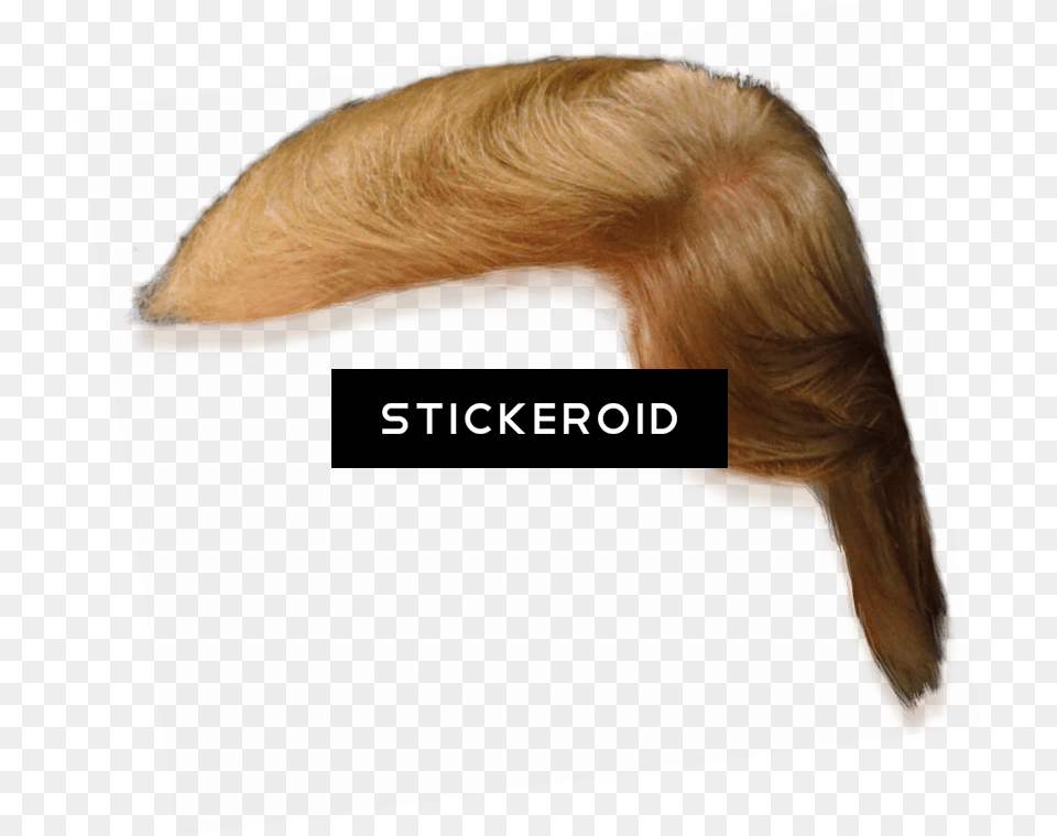 Download Donald Trump Hair Side View Lace Wig, Head, Person, Face, Animal Free Transparent Png
