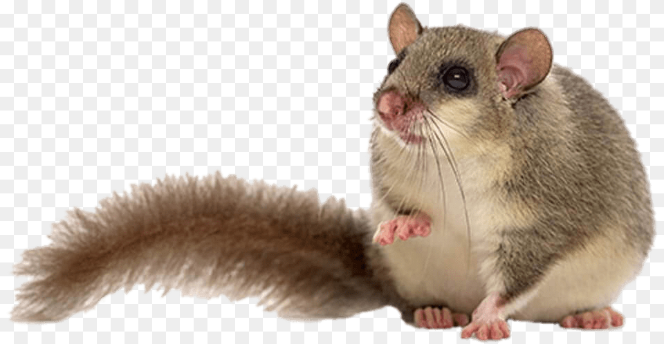 Download Dormouse, Animal, Mammal, Rat, Rodent Png Image