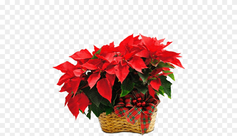 Download Double Poinsettia Poinsettia With No Lovely, Flower, Flower Arrangement, Flower Bouquet, Plant Png