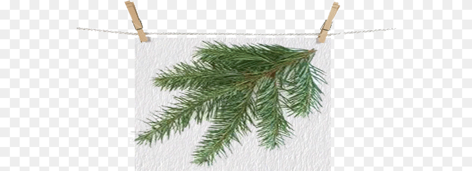 Download Douglasfir Leftbranch Types Of Christmas Trees Types Of Christmas Trees, Conifer, Pine, Plant, Tree Free Png
