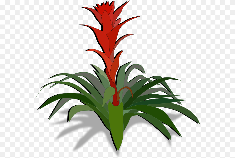 Bromeliad Clipart, Plant, Flower, Art, Graphics Free Png Download