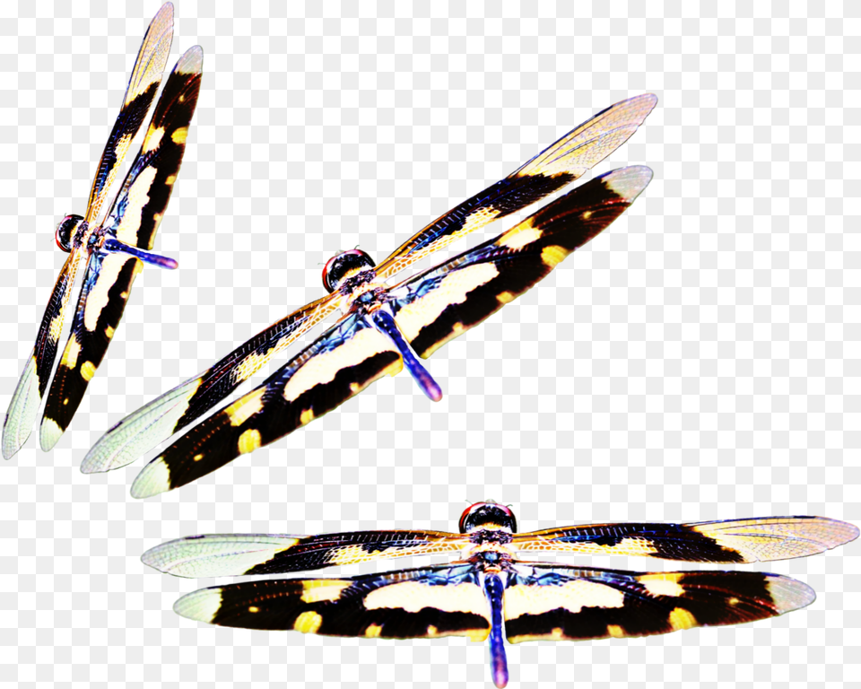Dragonflies Three Insect Nate Wings Surfboard, Animal, Invertebrate, Dragonfly Free Png Download