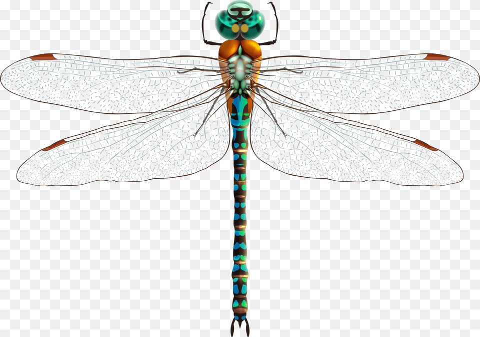 Download Dragonfly Clip Art Dragonfly Clipart Png Image