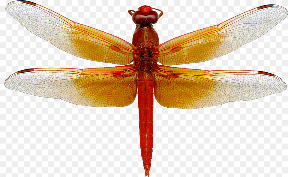 Dragonfly Image Dragonfly, Animal, Insect, Invertebrate Free Png Download