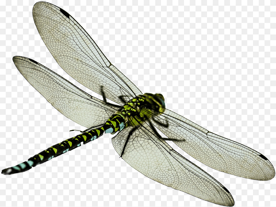 Download Dragonfly For Free Dragonfly, Animal, Insect, Invertebrate Png Image