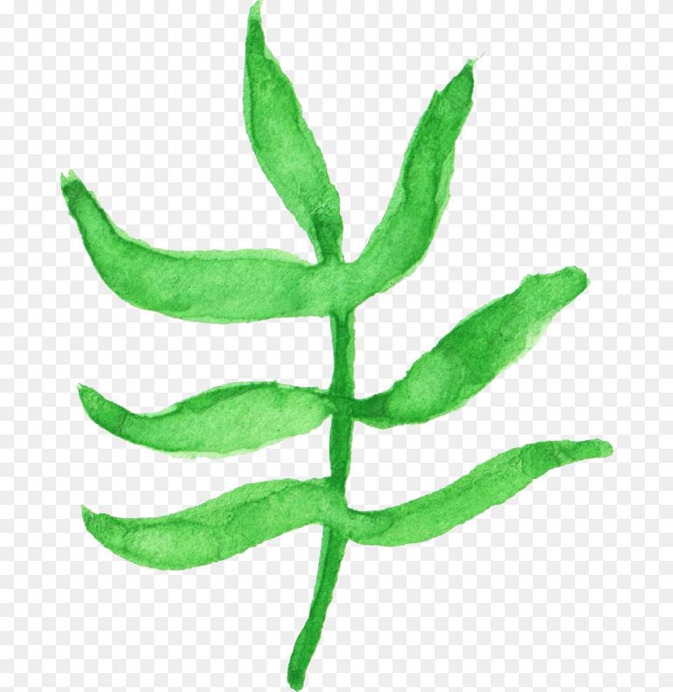 Download Drawing, Herbal, Herbs, Leaf, Plant Free Transparent Png