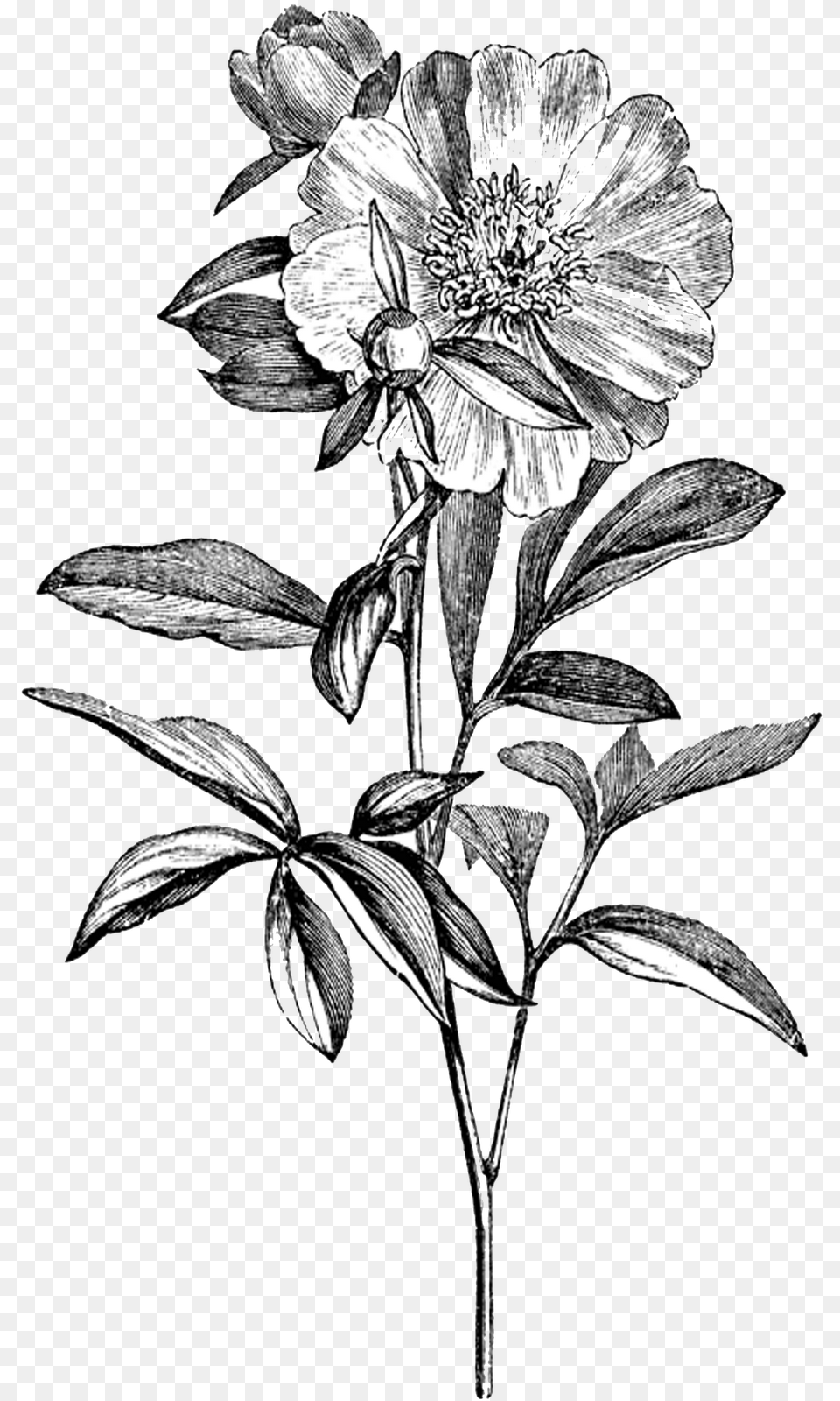 Drawing Flowers Vintage Flower Black And White Flowers, Art, Plant Free Png Download