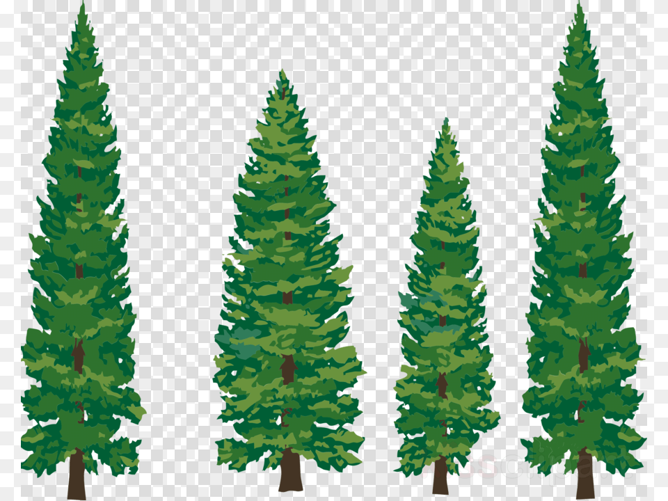 Download Drawn Pine Tree Clipart Fir Lodgepole Pine Free Pine Trees Silhouettes, Green, Plant, Vegetation, Conifer Png Image