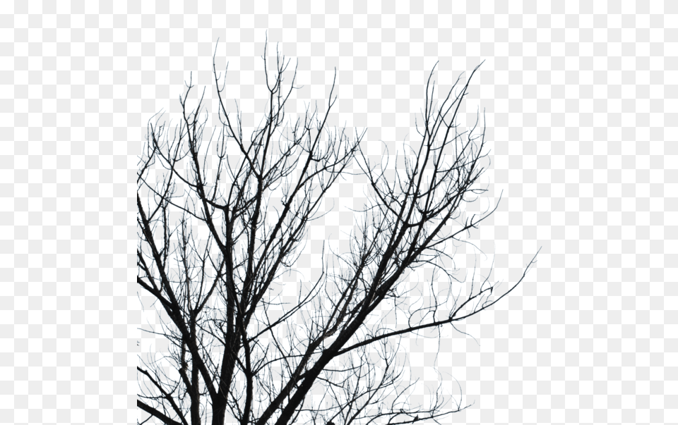 Download Dry Branches Clipart Branch Tree Sky Leaf Cherrykastock Branches, Frost, Ice, Nature, Outdoors Png Image