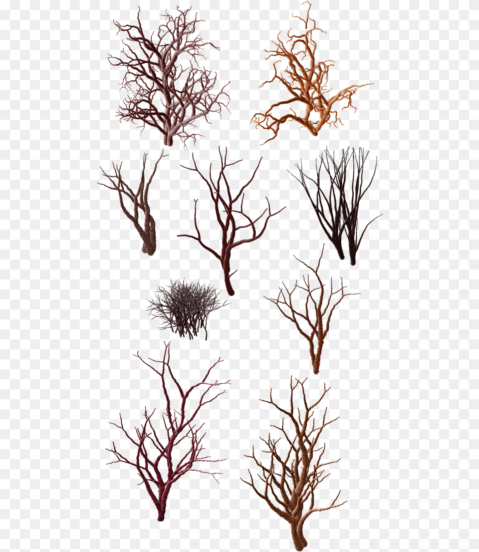 Download Dry Grass Clipart Desert Shrub Tree In Desert Architechture Drawing Plant, Art, Pattern, Wood, Nature Free Transparent Png