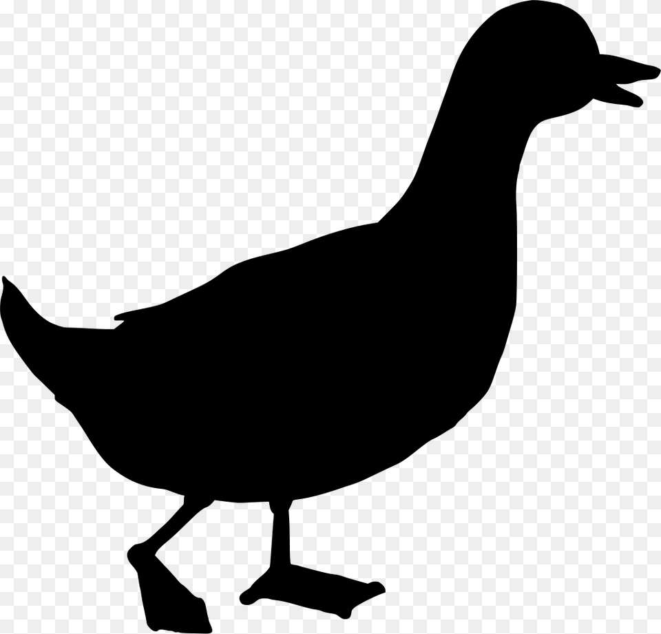Download Duck, Gray Png Image