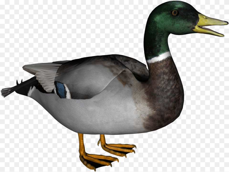 Download Duck, Teal, Animal, Bird, Mallard Png Image