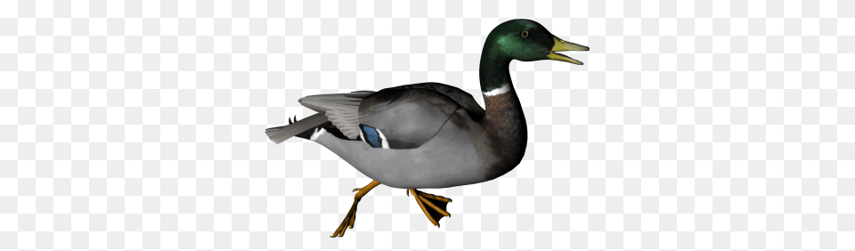 Duck Transparent Image And Clipart, Animal, Anseriformes, Bird, Teal Free Png Download
