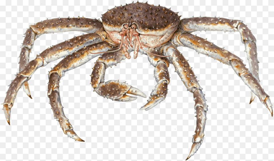 Dungeness Crab Clipart European Garden Spider Monterey Bay Aquarium, Food, Seafood, Animal, Invertebrate Free Png Download