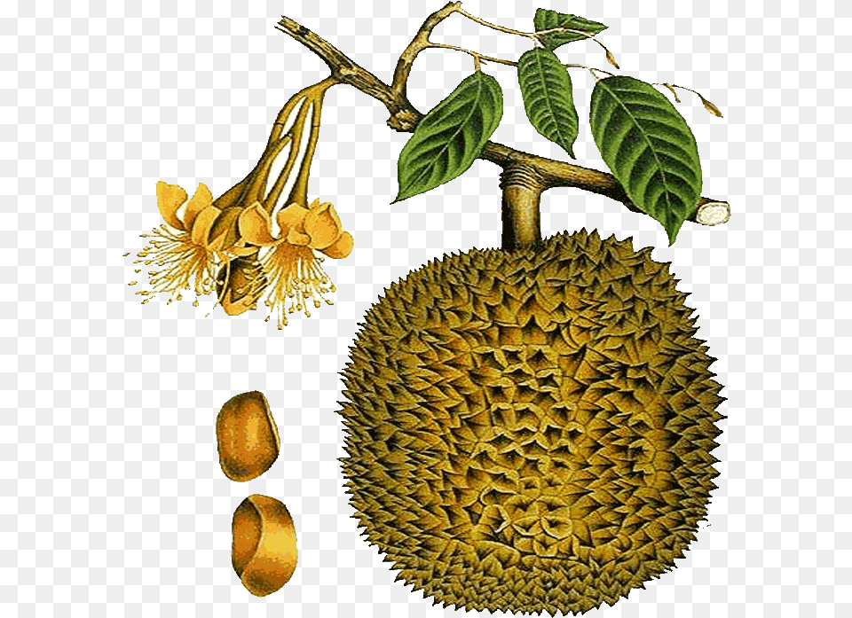 Durian Fruit Clipart Cempedak Durian Flower, Food, Plant, Produce, Leaf Free Png Download