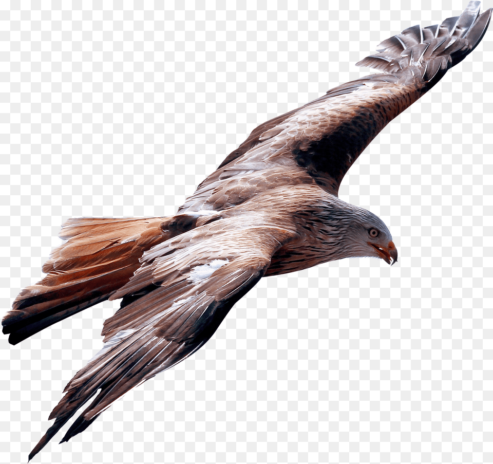 Download Eagle Fly Image For Kite Animal, Bird, Kite Bird, Vulture, Buzzard Free Transparent Png