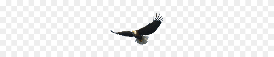 Download Eagle Free Photo And Clipart Freepngimg, Animal, Bird, Flying, Bald Eagle Png