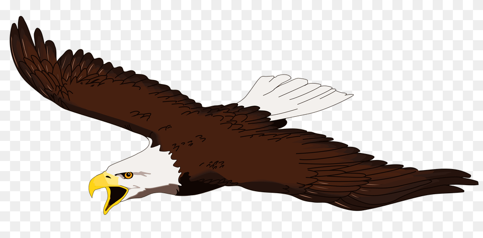 Eagle Transparent Image And Clipart, Animal, Bird, Bald Eagle, Fish Free Png Download