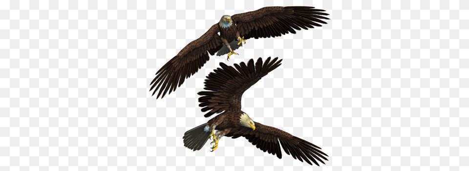 Download Eagle Image And Clipart, Animal, Bird, Flying, Vulture Png