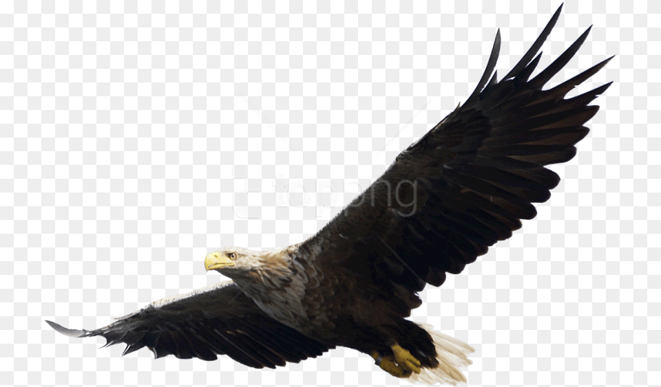 Download Eagle Images Background Images Eagle, Animal, Bird, Beak, Flying Png