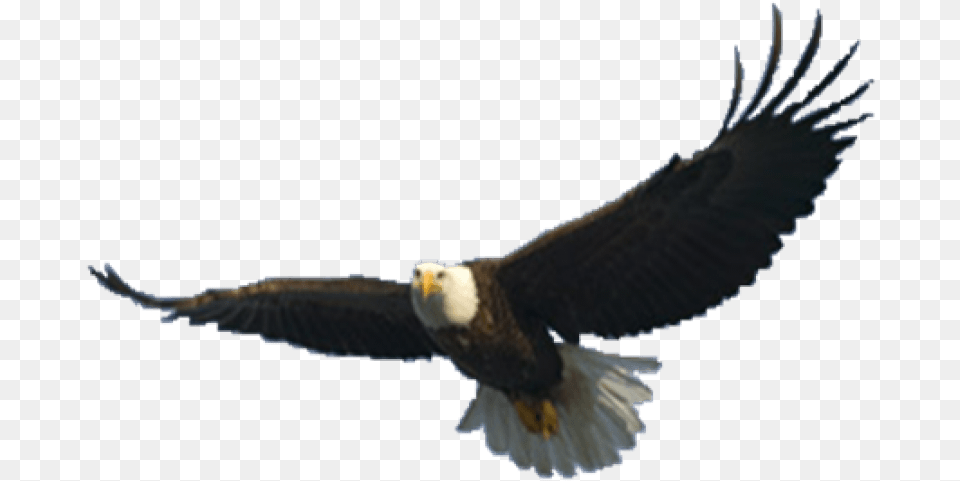 Download Eagle Images Background Images Flying Eagle Background, Animal, Bird, Bald Eagle Free Transparent Png