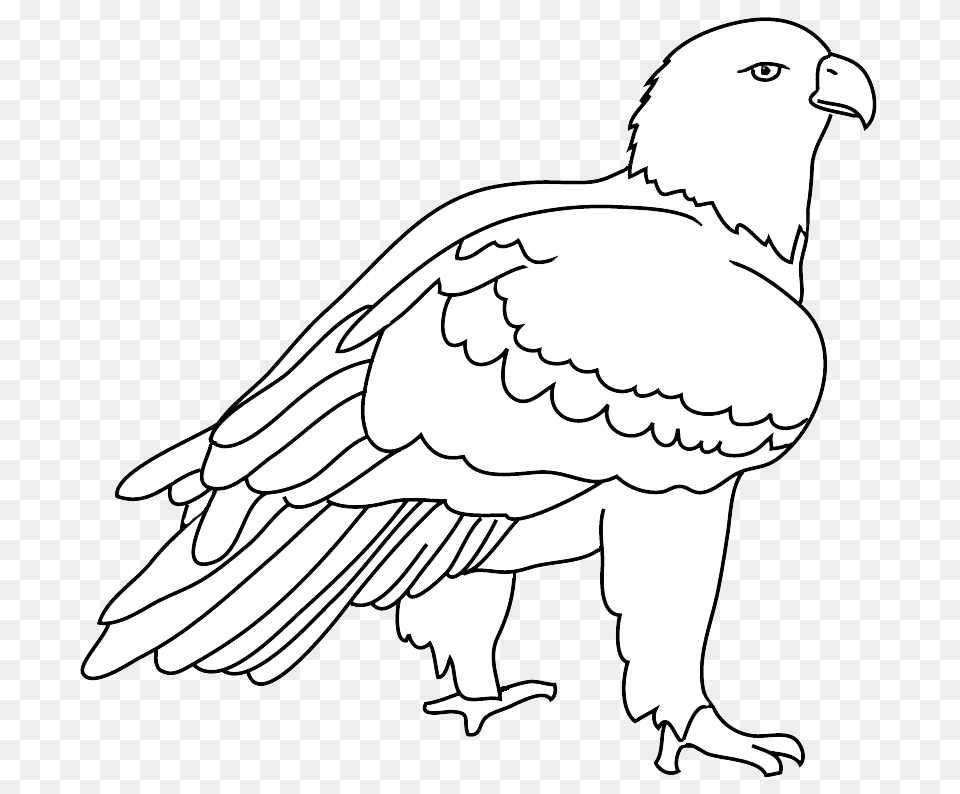 Eagles Birds Drawing Bald Eagle Black And White Clipart, Animal, Bird, Vulture, Baby Free Png Download