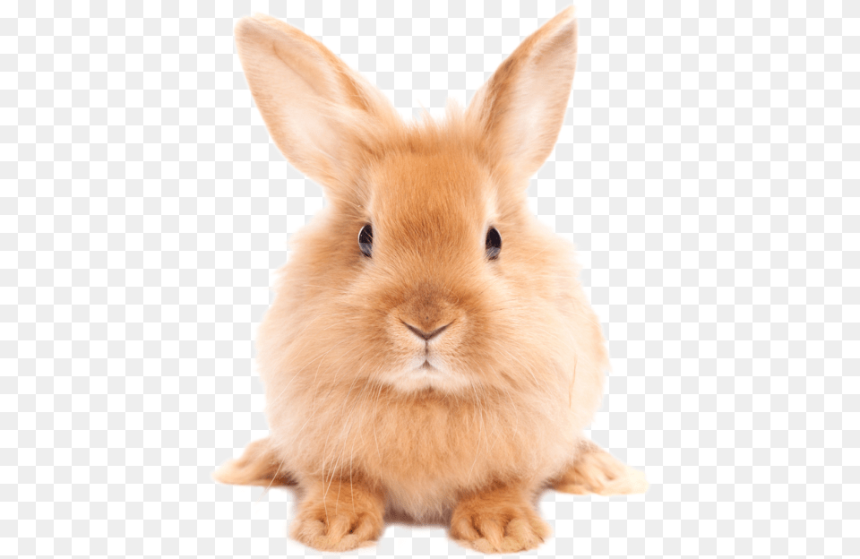 Download Easter Rabbit Hd Rabbit, Animal, Mammal, Rat, Rodent Free Png