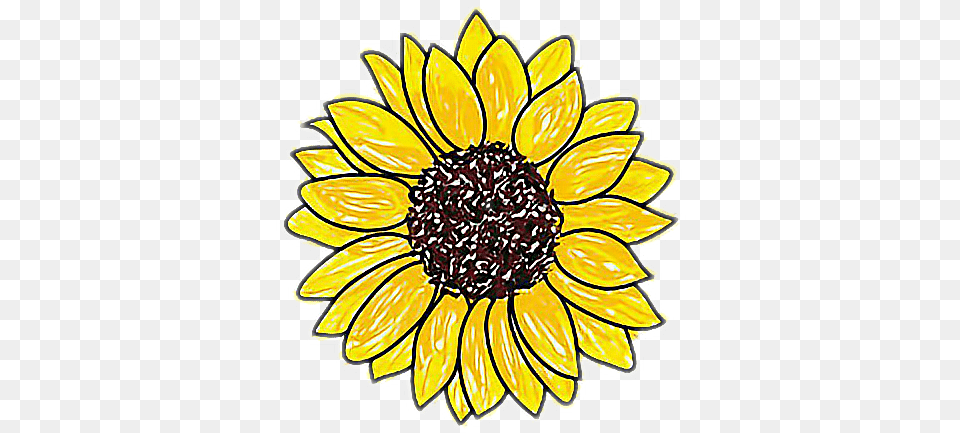 Download Easy Drawing Of A Sunflower Sunflower Drawing Transparent Background, Dahlia, Daisy, Flower, Plant Png Image