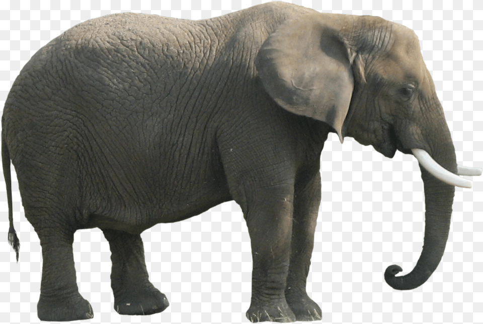 Download Elephant Clipart Body Parts Of An Elephant, Animal, Mammal, Wildlife Free Transparent Png