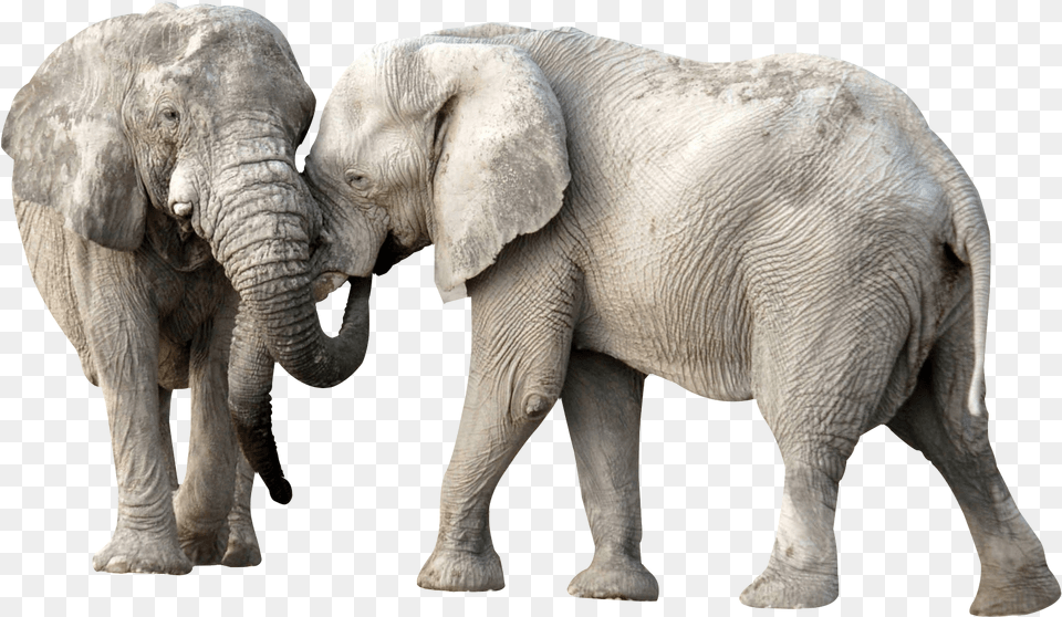 Download Elephant Fight For Elephants, Animal, Mammal, Wildlife Png Image