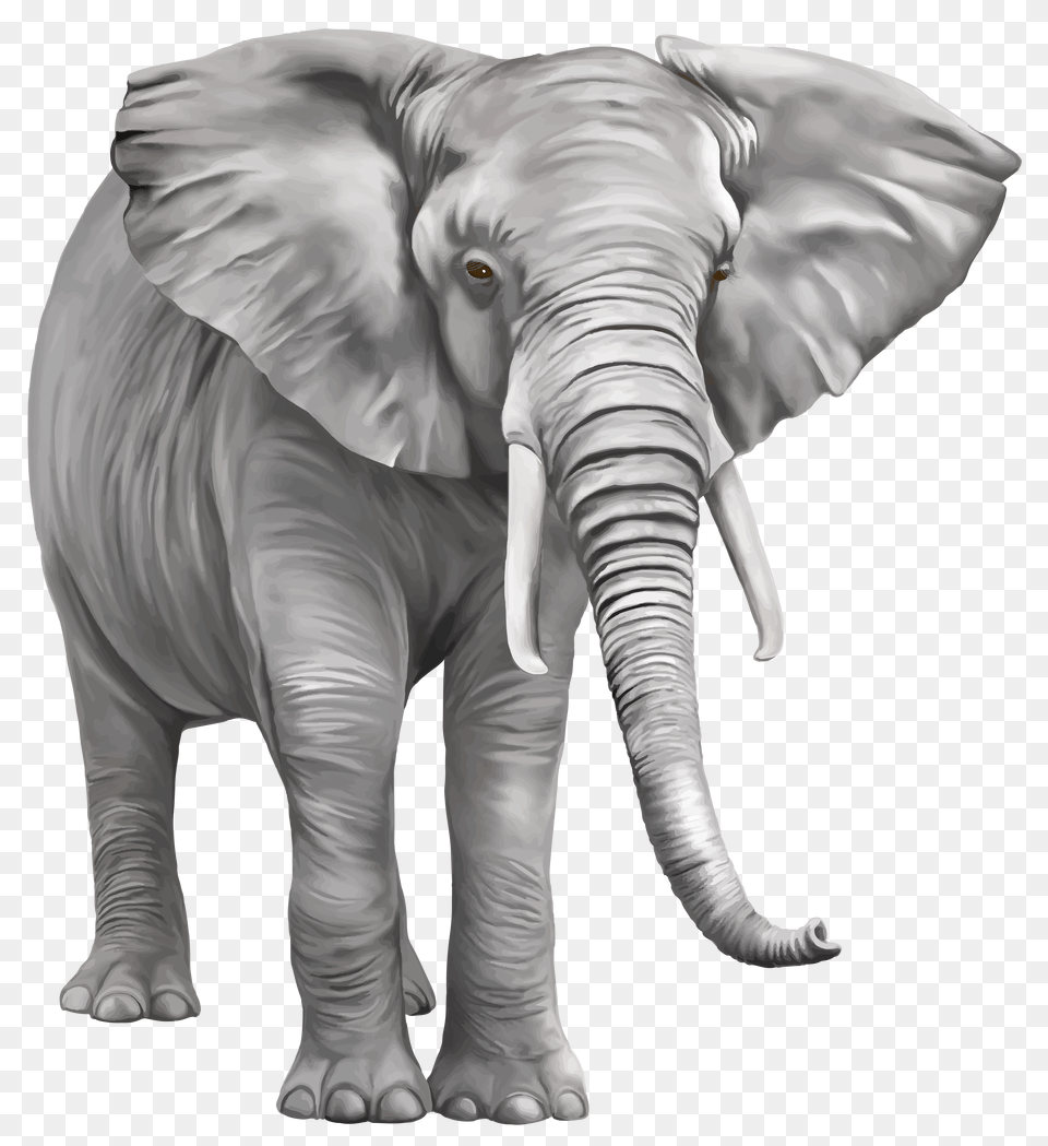 Download Elephant Transparent Background Elephant, Animal, Mammal, Wildlife Free Png