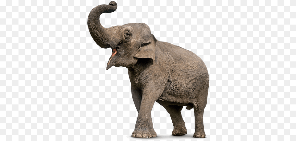 Download Elephant Free Transparent And Clipart Elephant, Animal, Mammal, Wildlife Png Image