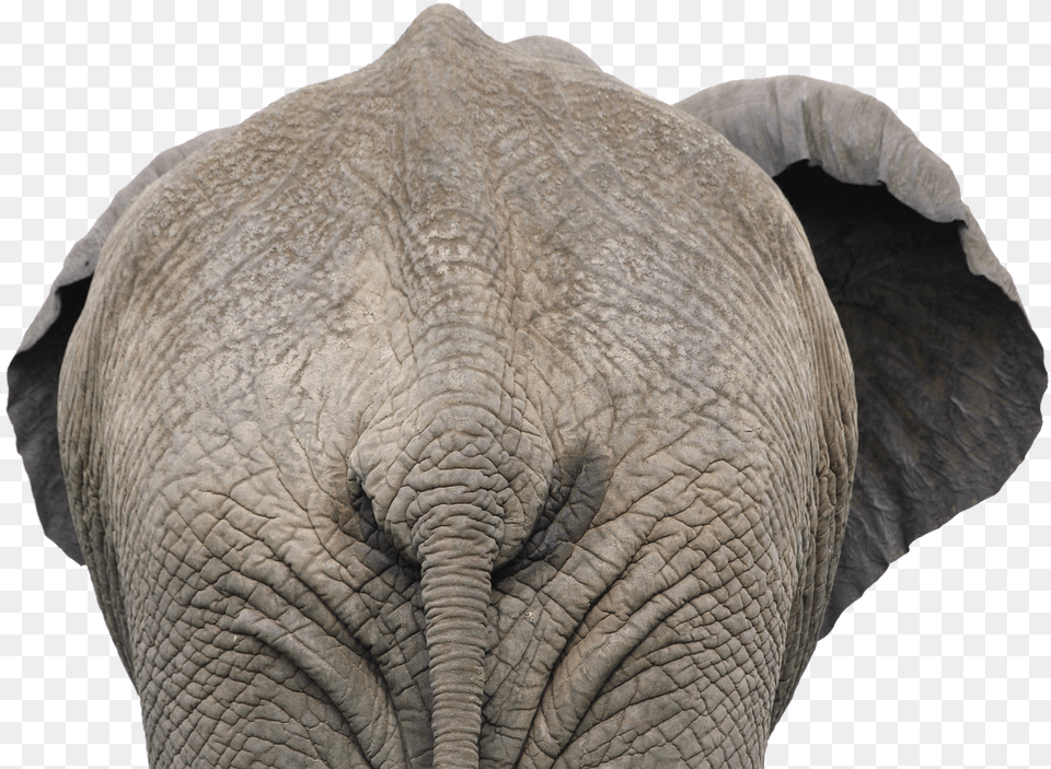 Elephant Images Elephant Back View, Animal, Mammal, Wildlife Free Png Download
