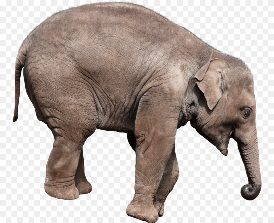 Elephant Playing, Animal, Mammal, Wildlife Free Png Download