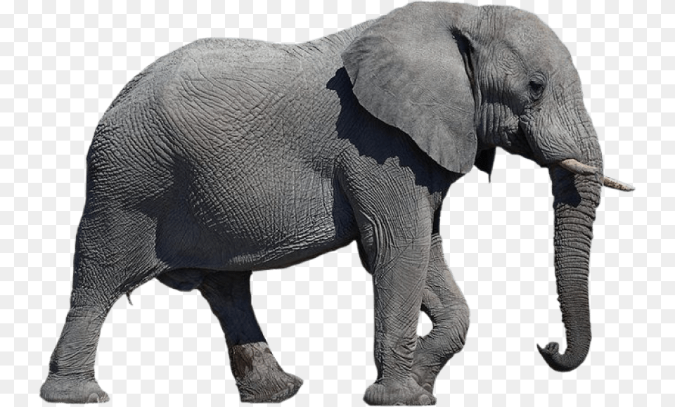Download Elephant Transparent Background, Animal, Mammal, Wildlife Free Png