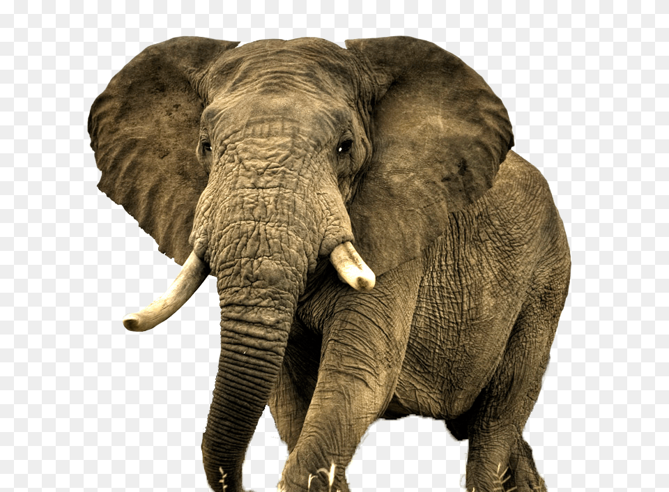 Download Elephant Transparent Most Beautiful Animal In Africa, Mammal, Wildlife Png