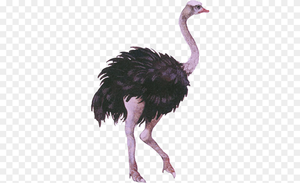 Download Emu Emu, Animal, Bird, Ostrich, Dinosaur Free Png