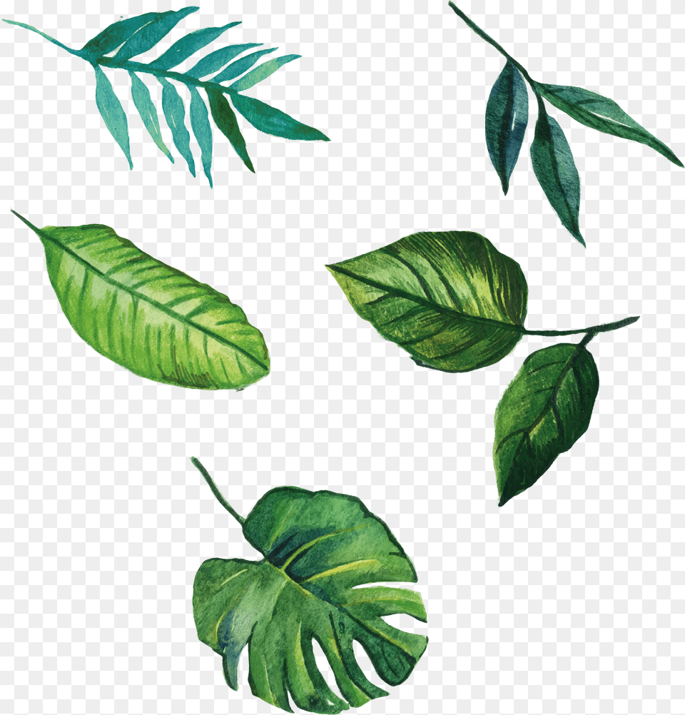 Download Euclidean Leaves Vector Leaf Hand Painted Leaves Watercolor, Plant, Vegetation, Annonaceae, Tree Free Png