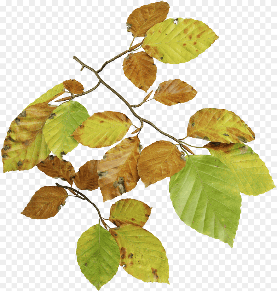 Download European Beech Fall Beech Leaf Deciduous Beech Tree Leaves, Plant, Annonaceae Free Transparent Png