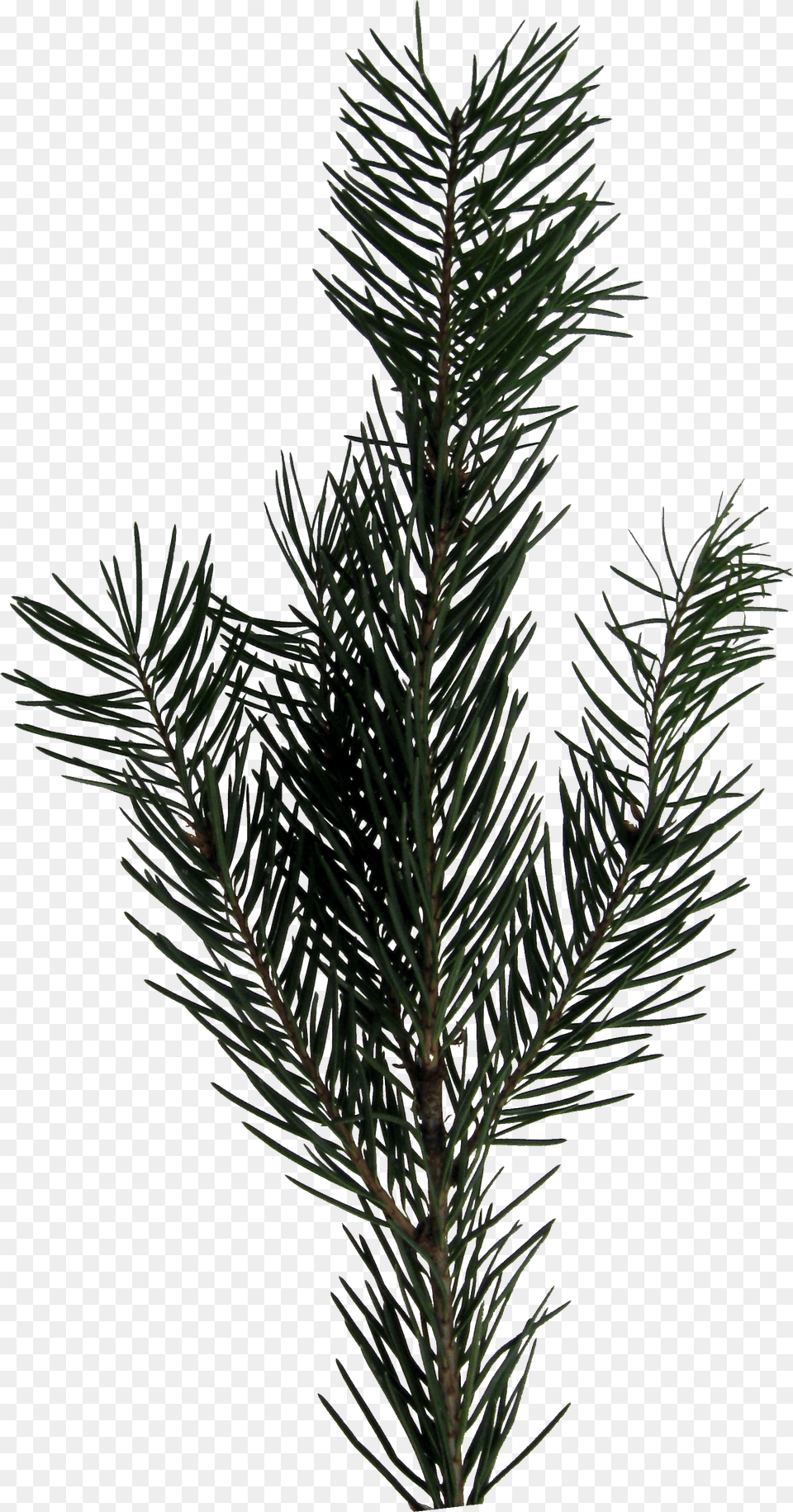 Download Evergreen Sprig Sprig, Conifer, Fir, Pine, Plant Png Image