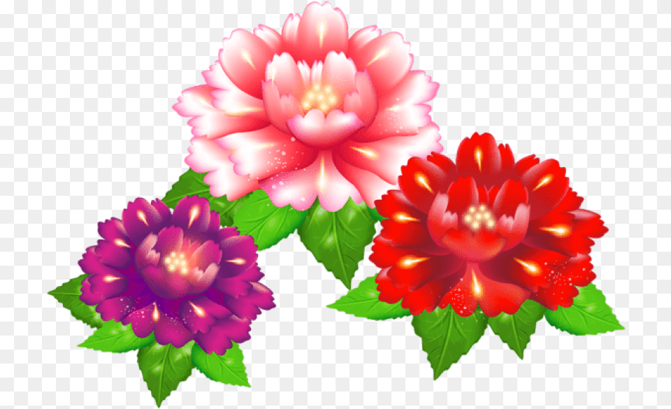 Download Exotic Flowers Images Background Illustration, Dahlia, Flower, Plant, Carnation Free Transparent Png